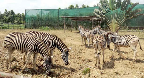 Dulhazra Safari Park2